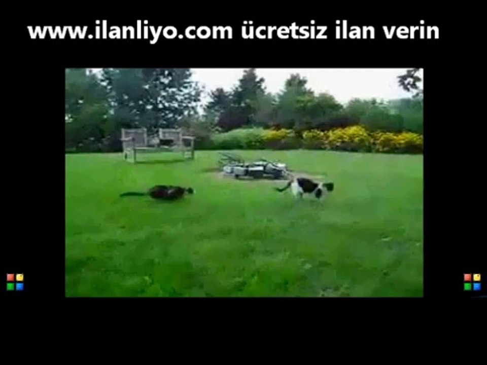 Kedi Kediye Saldırıyor