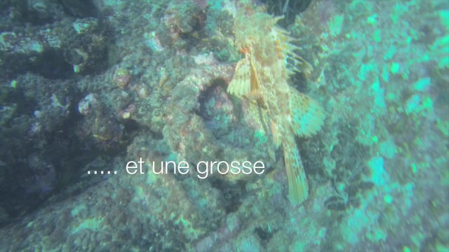 Weekend plongée / Carry-le-Rouet / Février 2014