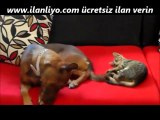 kedi ve köpeğin oyun vakti -)