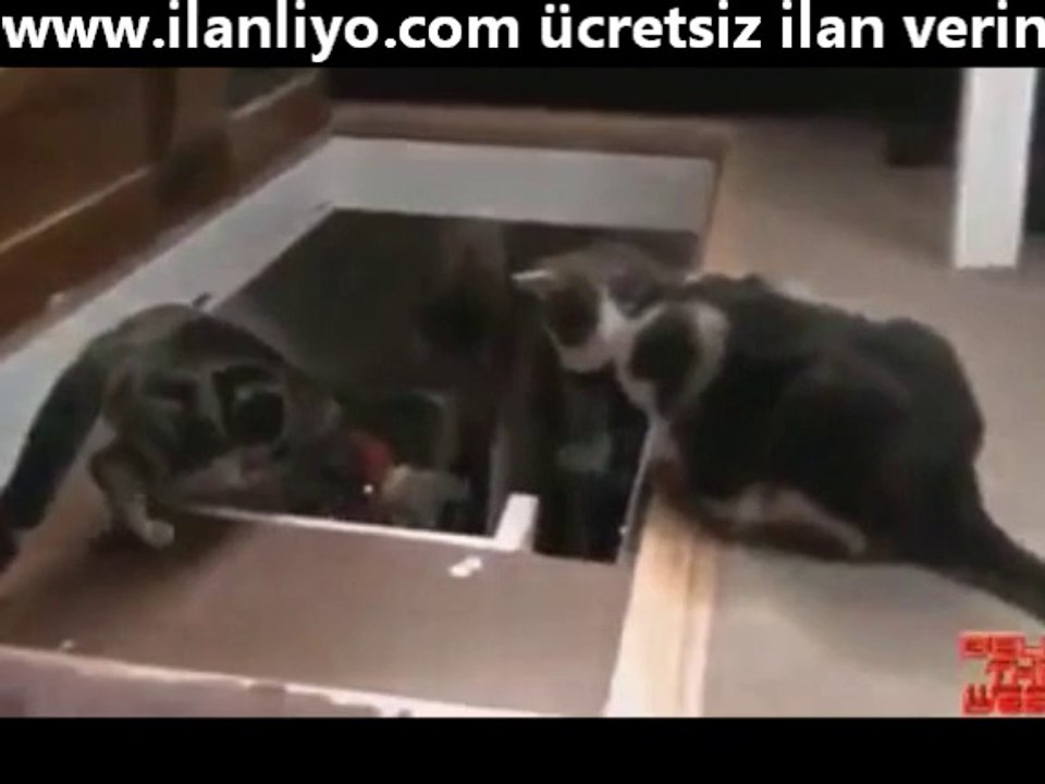 Kediler ve Köpekler Arasındaki Fark