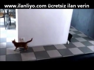 Kedilerin Akıl Dolu Oyunu