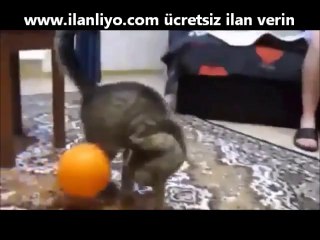 Kedinin Balonla İmtihanı