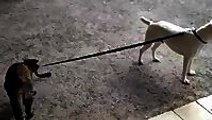 Cat takes dog for a walk