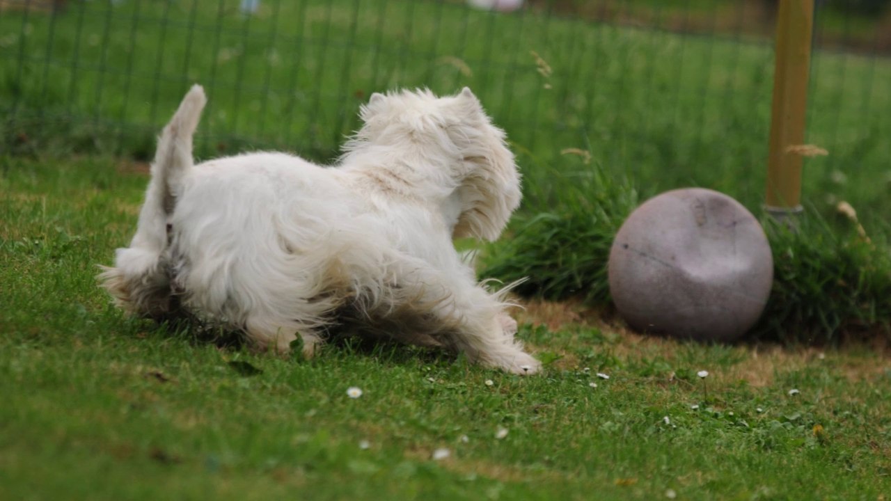 Castle of Celtic West - westie