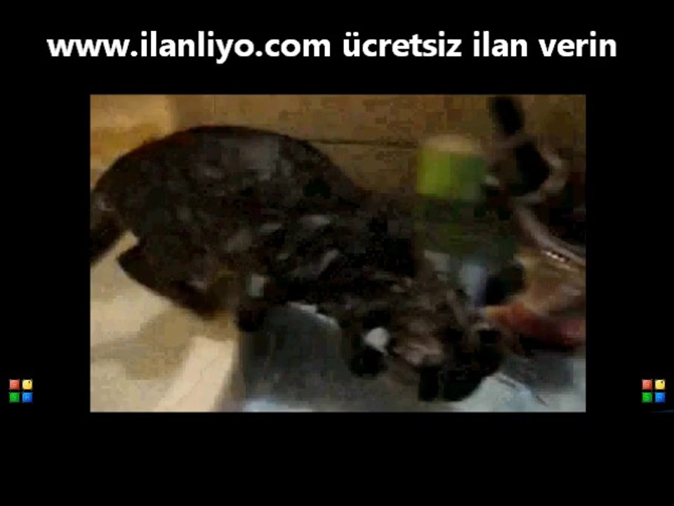 Lavaboda Duş Alan Kedi