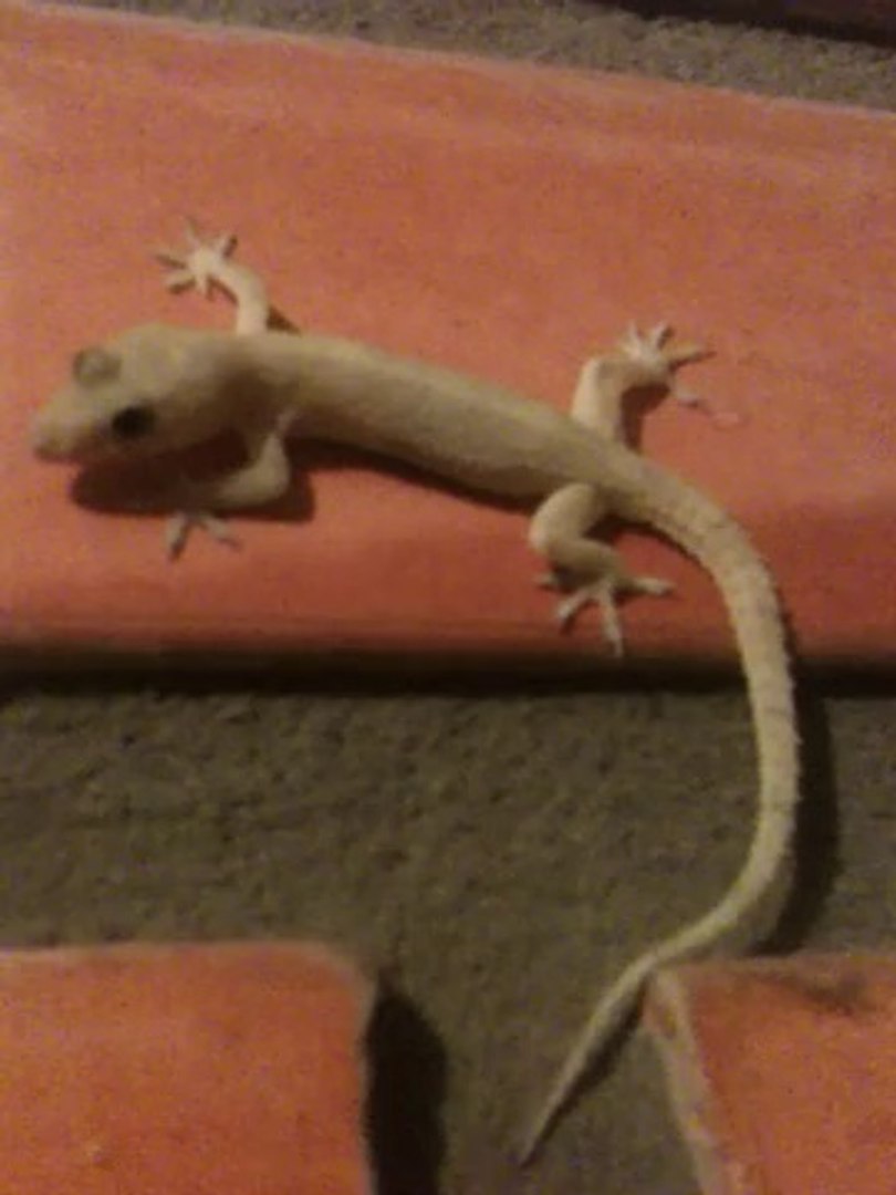 LAGARTO WEBCAM DONT MOVE IT