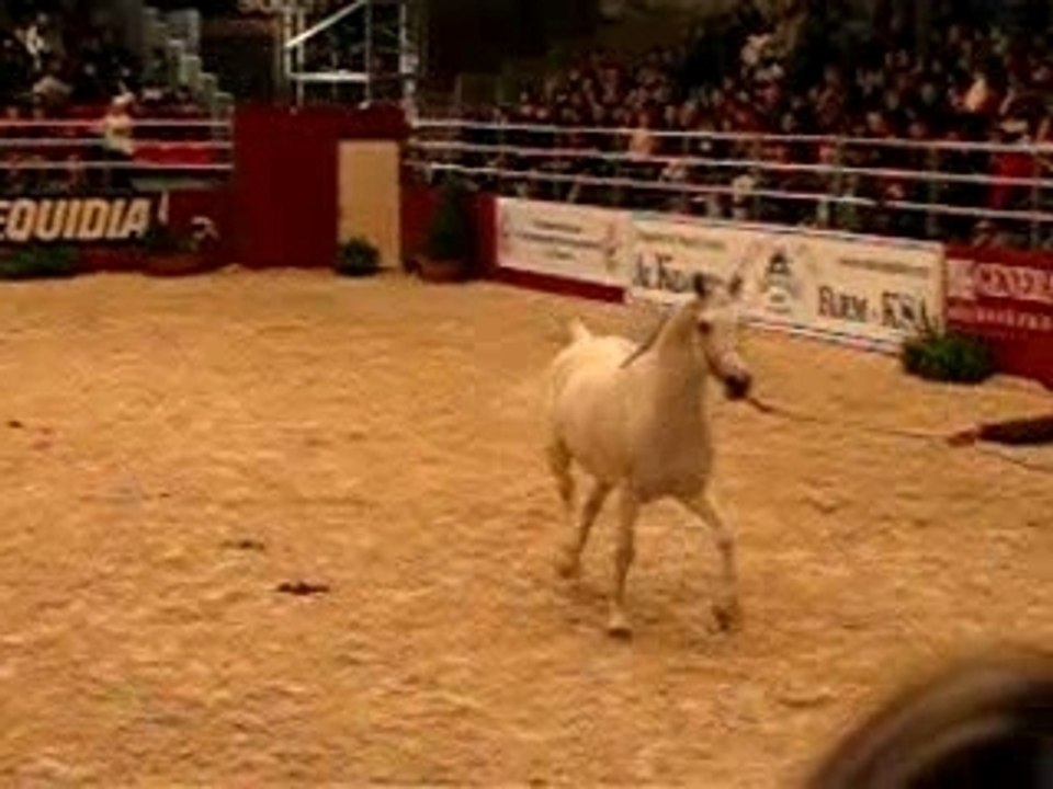 salonducheval 002