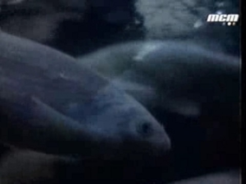 Noir Desir - Aux Sombres Héros