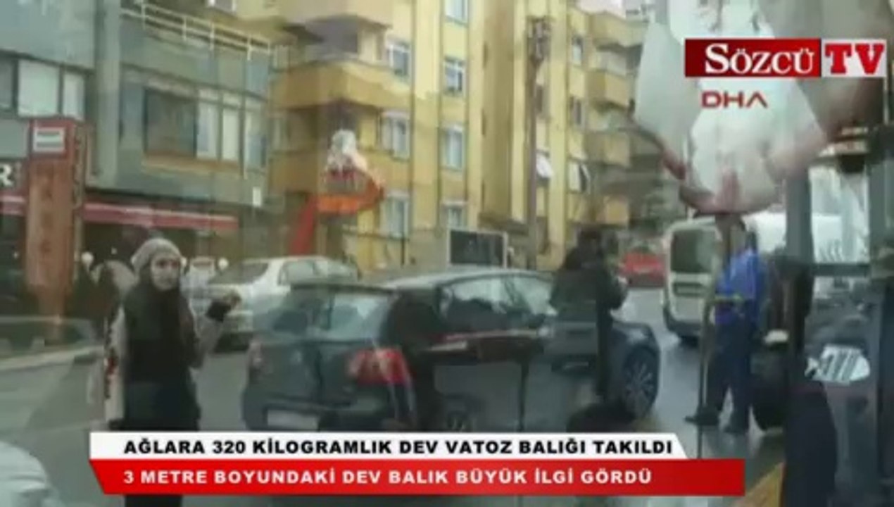 Ağlara 320 kilogramlık dev vatoz balığı takıldı