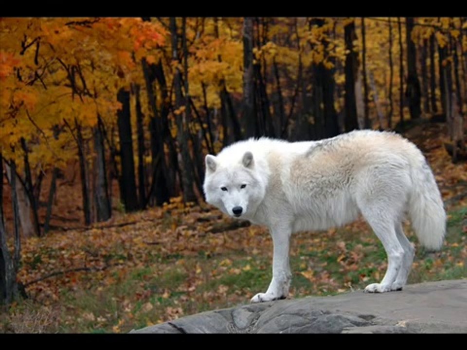 CHEYENNE | Dances Of the Wolf