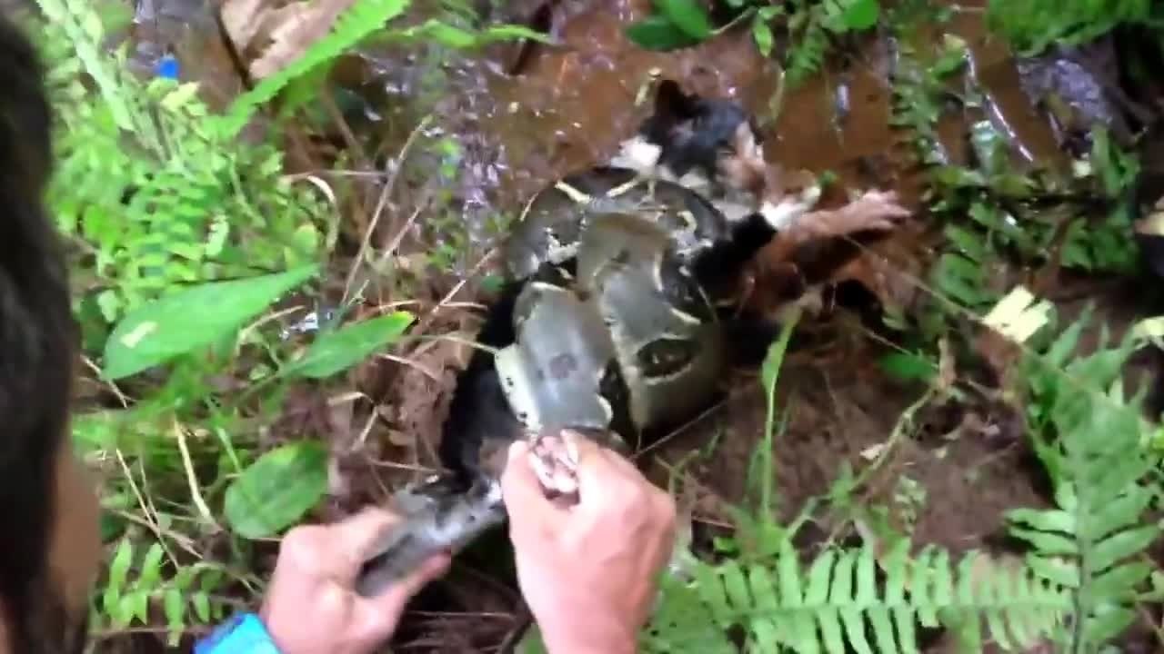 Chat vs Boa Constrictor