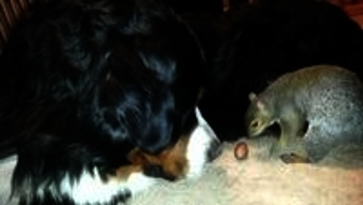 Pet Squirrel hides his nut in the fur of a Bernese Mountain Dog