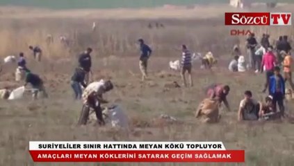 Suriyeliler sınır hattında meyan kökü topluyor