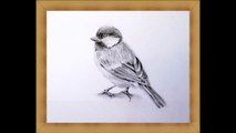 Learn How to draw a Blue Tit with Easy to Follow Instructions / Part 2