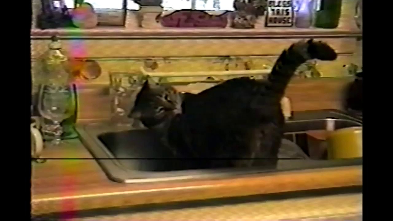 Compilation d'animaux tellement fou! 3 min de pur bonheur!!