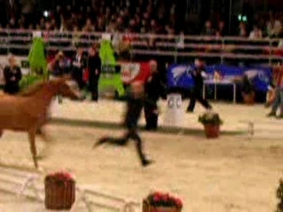 cheval arabe
