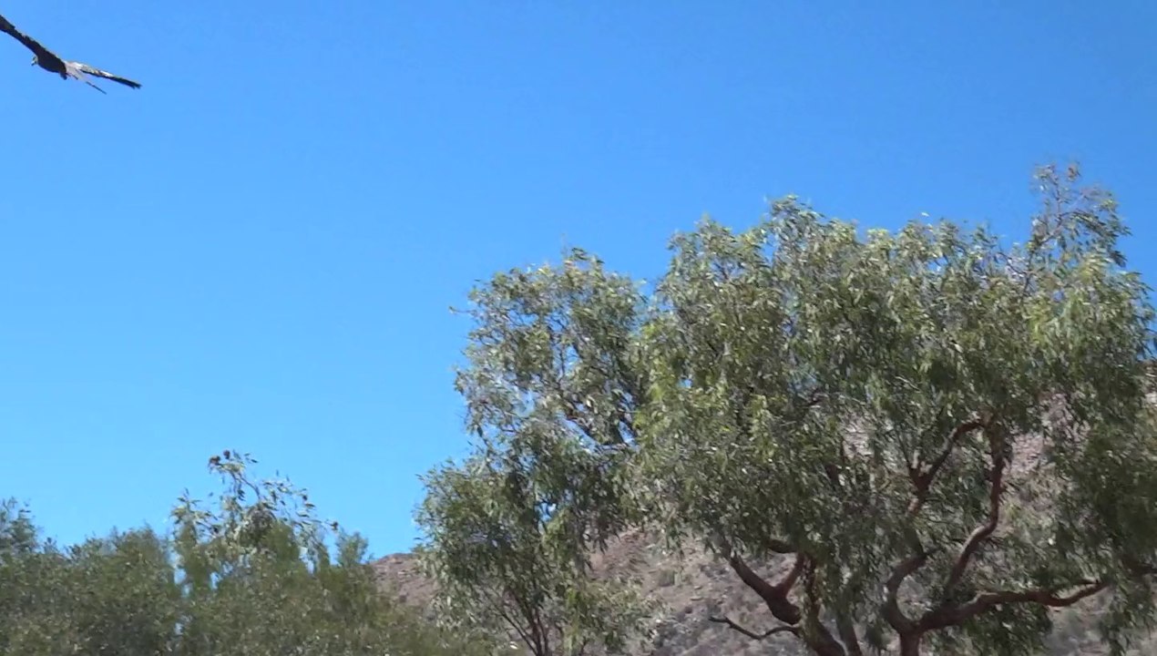 oiseau