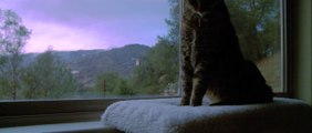 Cute Cat Sleeps Through Storm - Animal Time-lapse