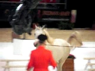 Championnat du cheval arabe