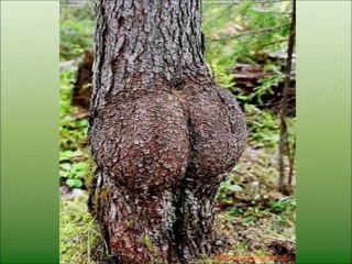 CURIOSITIES OF NATURE - ΠΕΡΙΕΡΓΑ ΤΗΣ ΦΥΣΗΣ - CURIOSITES DE LA NATURE