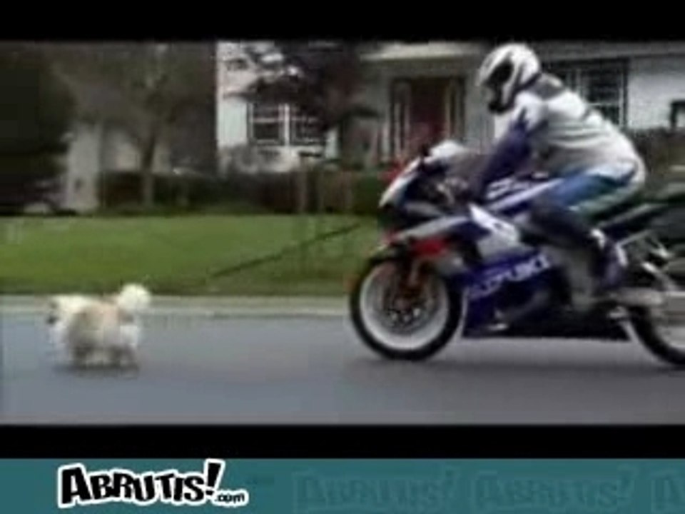 moto_chien