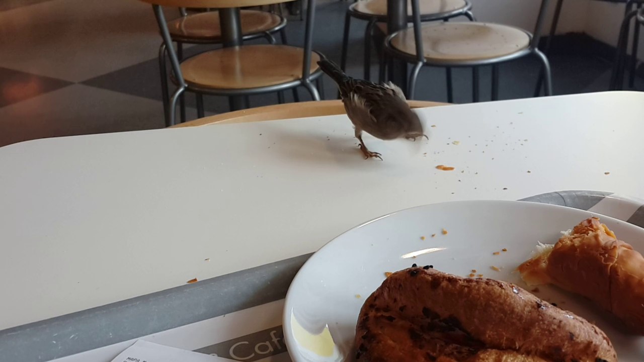 serçe ile kahvaltı..