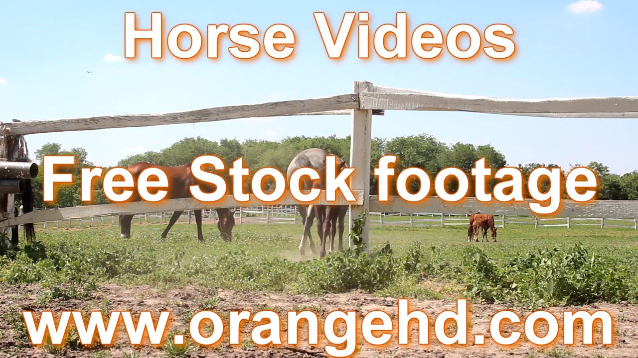 Horse Videos - Free Stock Footage - orangeHD.com