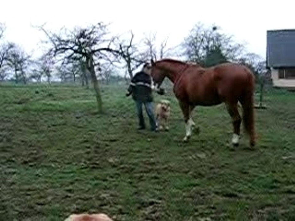 Caraibe la patte gauche et droite