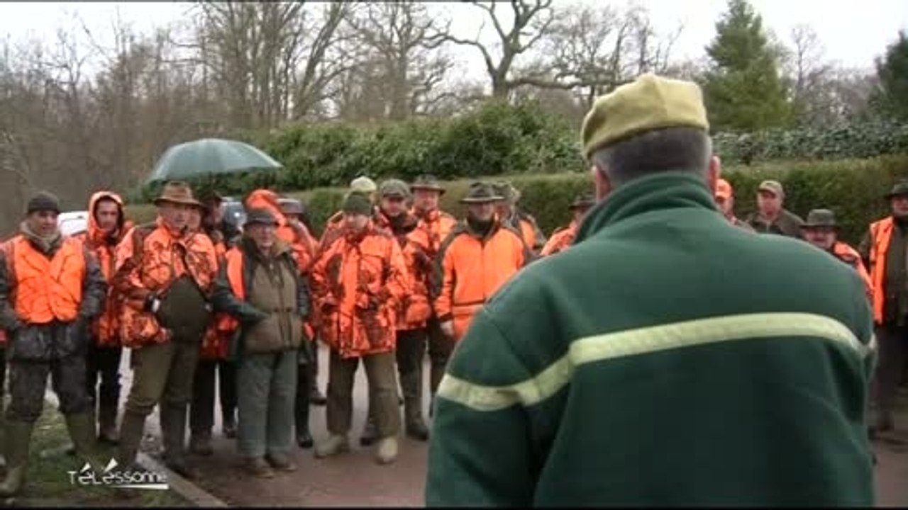 Battues en forêt de Sénart (Essonne)