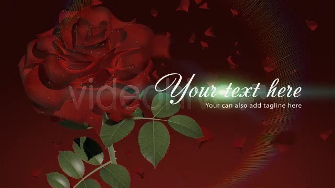 Wedding Rose