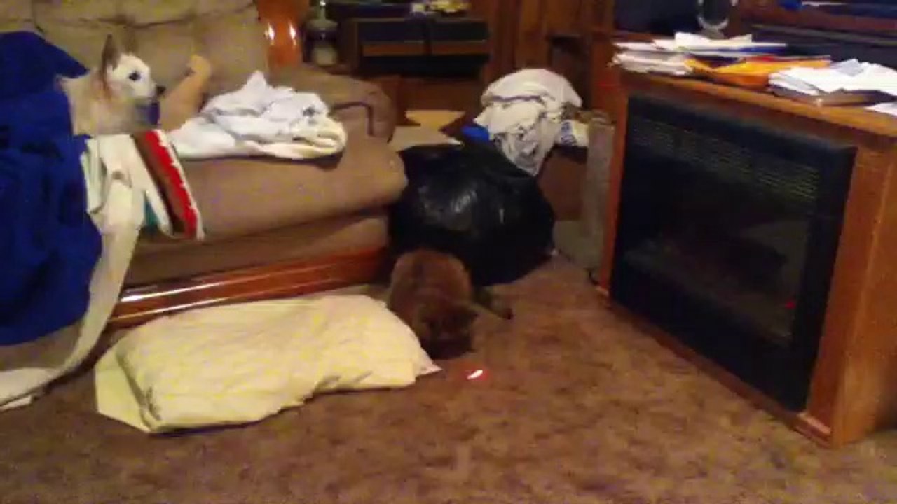 Endo Playing Fetch.