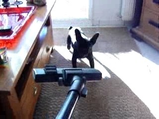 Le Bouledogue est furax !!! GAFFFF !