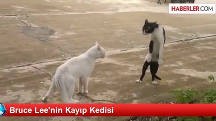 Bruce Lee'nin Kayıp Kedisi