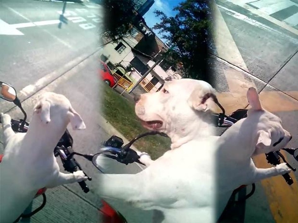 Un chien conduit une moto