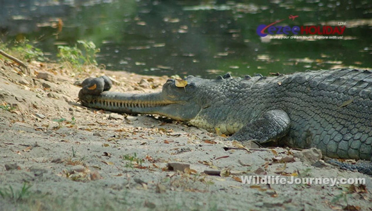 Wildlife India Tour, Wildlife Tour Packages, Wildlife Holiday Packages, Wildlife Travel, Wildlife Journey,