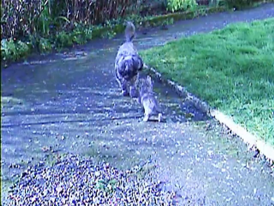 petit rapprochement entre les deux chiens