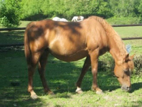 Les chevaux D'écurie darka !