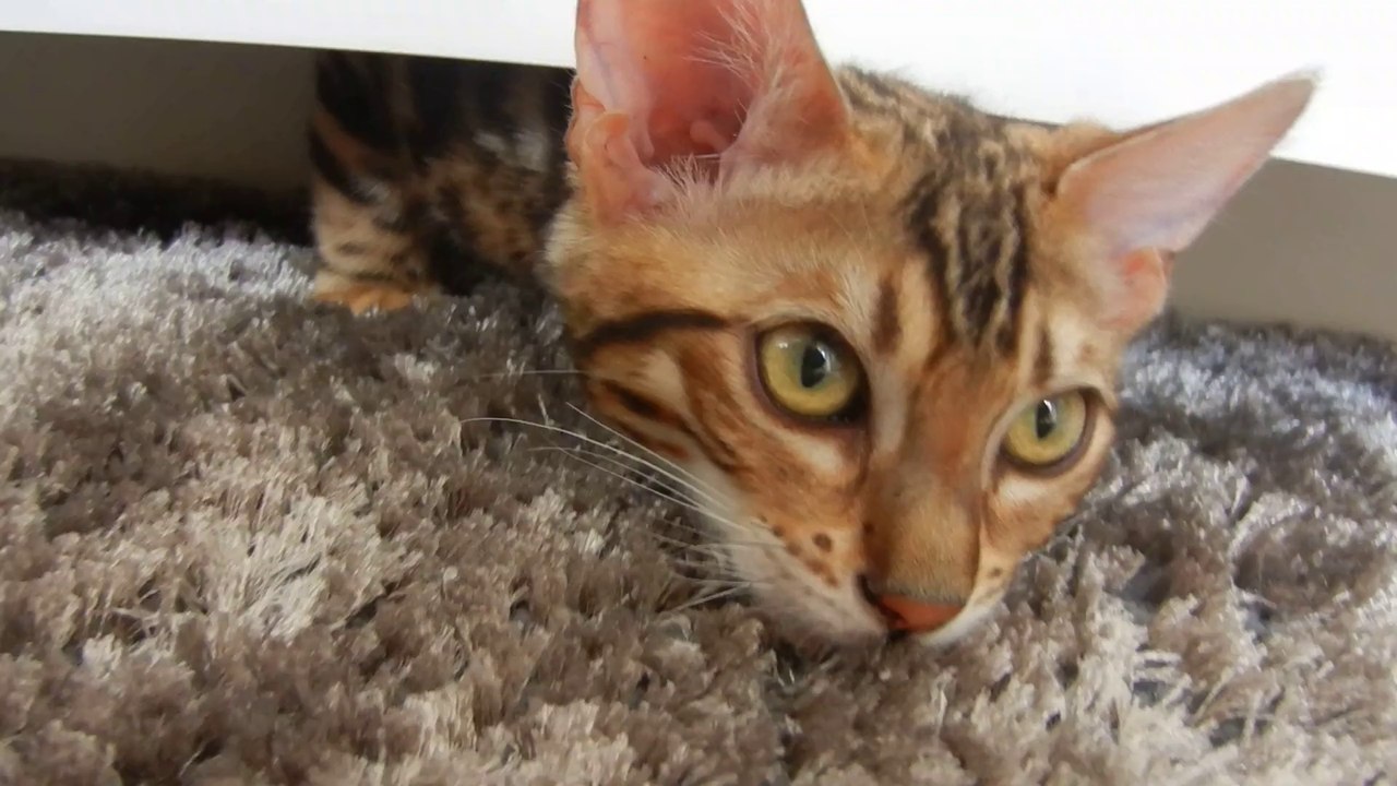 Zero (4 mois) sous la table