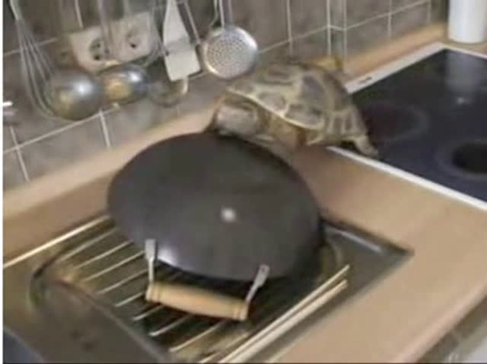 Schildkröte hat eine Partnerin fürs Leben gefunden