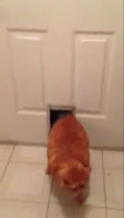 Wie du merkst dass deine Katze zu dick ist