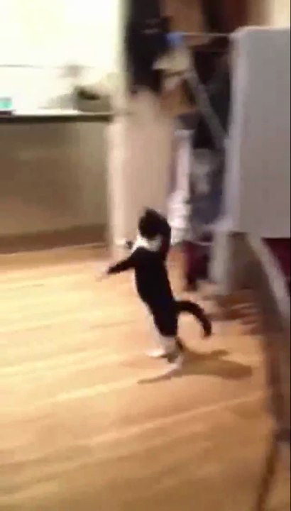 Katze wär so gern ein Känguru