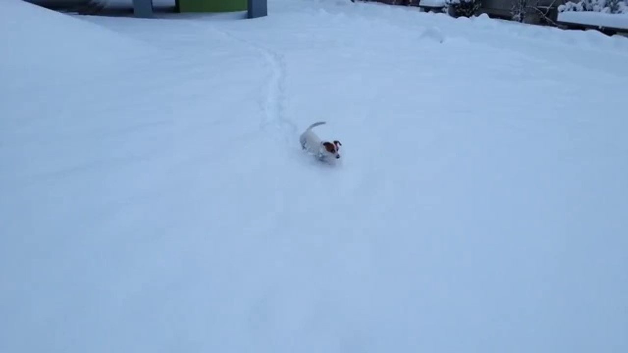 Süßer Hund springt durch den hohen Schnee