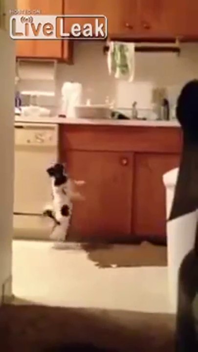 Süßer Hund tanzt in der Küche