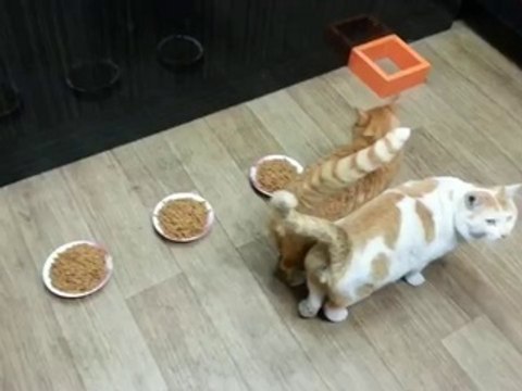 Katze teilt ihr Futter nicht gerne