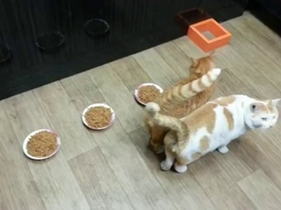 Katze teilt ihr Futter nicht gerne