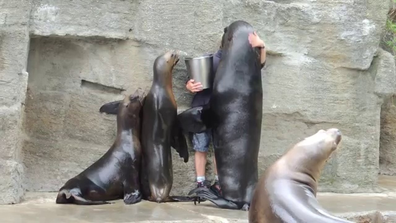 Seelöwe bedankt sich für den Fisch