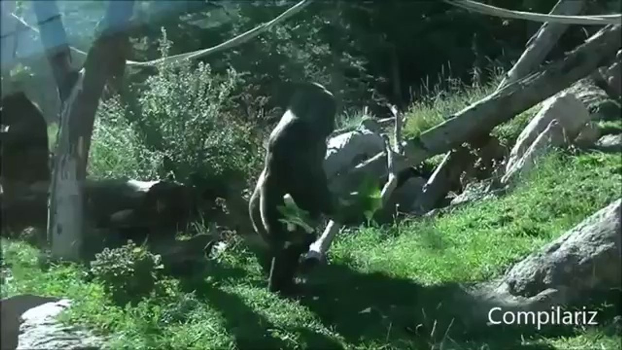 Süße Tiere die wie Menschen auf zwei Beinen laufen