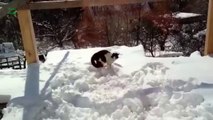 Katzen lieben es im Schnee zu spielen