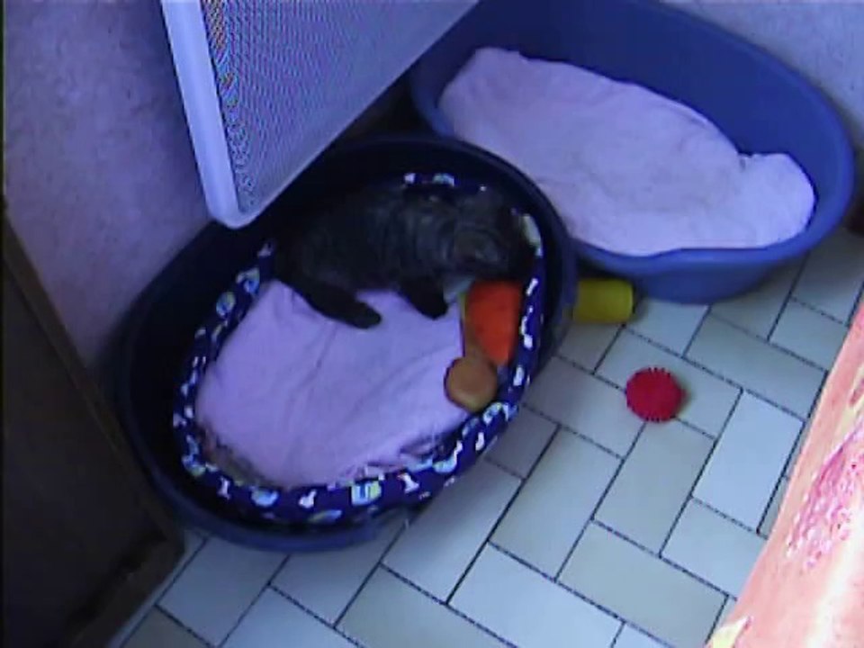 le petiot joue dans son panier