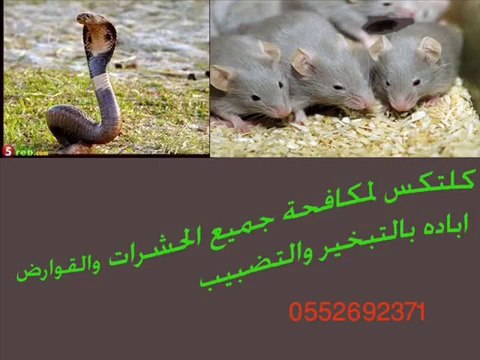 شركة مكافحة حشرات 0552692371وقوارض بالمدينة المنورة وينبع والخبر ابادة البق والفئران كالتكس